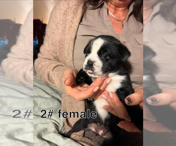 Medium Photo #2 Boston Terrier-Miniature Australian Shepherd Mix Puppy For Sale in PLAINFIELD, IL, USA