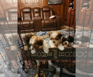 Papitese Litter for sale in ORANGEBURG, SC, USA