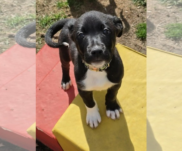 Medium Photo #3 Poodle (Standard)-Staffordshire Bull Terrier Mix Puppy For Sale in Clarkston, MI, USA