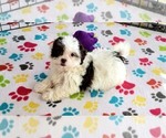 Small #9 ShihPoo