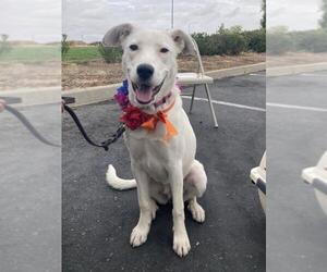 Australian Shepherd-Unknown Mix Dogs for adoption in Jackson, CA, USA