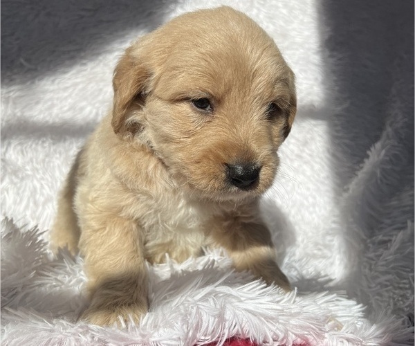 Medium Photo #4 Goldendoodle Puppy For Sale in SAN FERNANDO, CA, USA