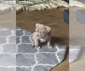 Medium American Bully