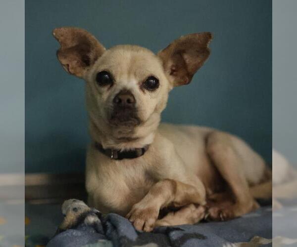 Medium Photo #1 Chihuahua-Unknown Mix Puppy For Sale in San Antonio, TX, USA