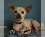 Small Chihuahua Mix
