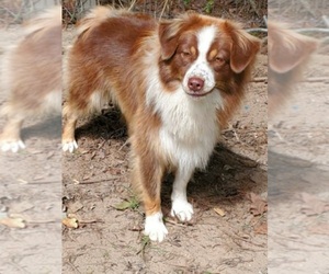 Father of the Australian Shepherd puppies born on 08/05/2025