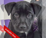 Small American Staffordshire Terrier Mix