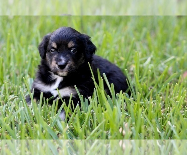Medium Photo #2 Miniature Australian Shepherd Puppy For Sale in CLEARWATER, FL, USA
