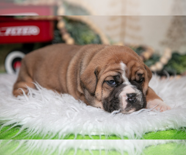Medium Photo #3 Beabull Puppy For Sale in FRESNO, OH, USA