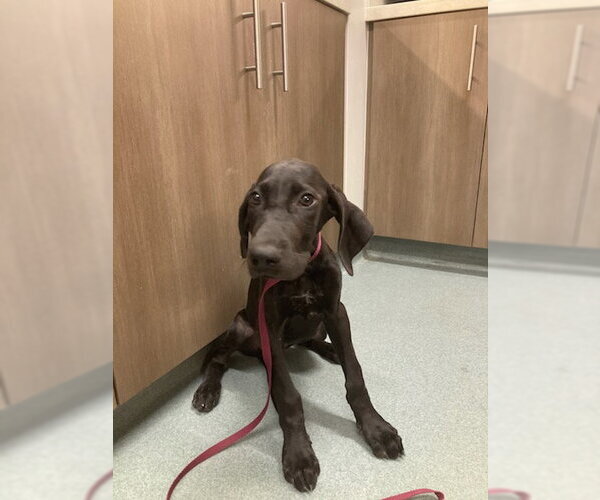 Medium Photo #1 Labrador Retriever-Unknown Mix Puppy For Sale in Baytown, TX, USA