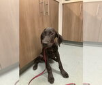 Small Labrador Retriever Mix
