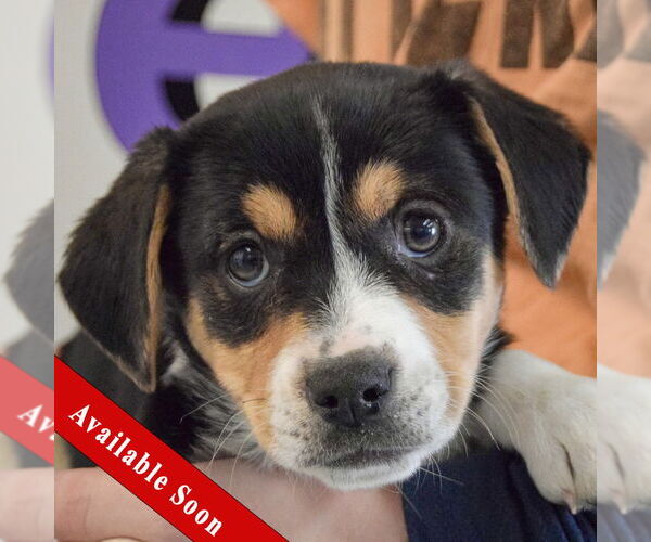 Medium Photo #1 Bagle Hound Puppy For Sale in Huntley, IL, USA