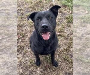 Mutt Dogs for adoption in Riverside, CA, USA