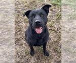 SUNDANCE - Male Mutt Dog for Adoption - Small photo