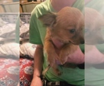 Small #1 Chihuahua