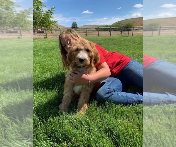 Medium Photo #2 Pyredoodle Puppy For Sale in PRESCOTT, WA, USA