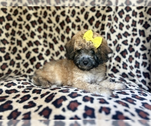 Medium Photo #2 Cavapoo Puppy For Sale in LAKELAND, FL, USA