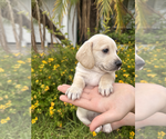 Puppy 1 Dachshund