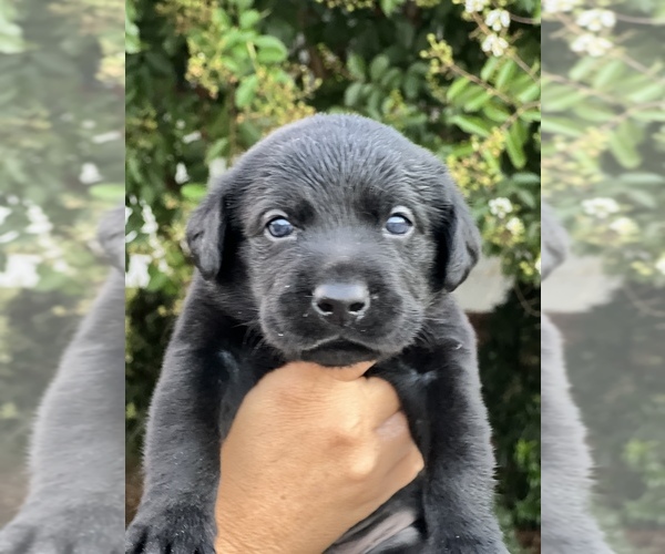 Medium Photo #15 Labrador Retriever Puppy For Sale in MARION, SC, USA