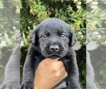 Small Photo #15 Labrador Retriever Puppy For Sale in MARION, SC, USA