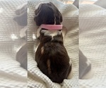 Puppy 4 English Springer Spaniel