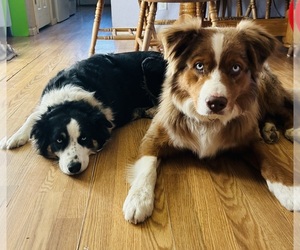 Father of the Australian Shepherd puppies born on 04/20/2026