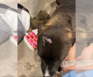 American Pit Bull Terrier Dogs for adoption in Redwood City, CA, USA