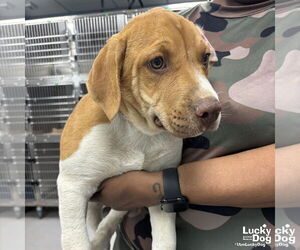 Labrador Retriever-Unknown Mix Dogs for adoption in Washington, DC, USA