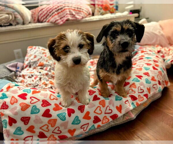 Medium Photo #4 Mutt Puppy For Sale in Aurora, IN, USA