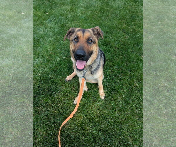 Medium Photo #3 German Shepherd Dog Puppy For Sale in Landenberg, PA, USA