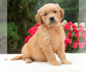 Golden Retriever Puppy for sale in NEWPORT, PA, USA
