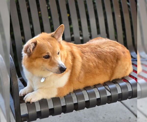 Medium Photo #5 Mutt Puppy For Sale in Chino Hills, CA, USA