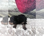 Small Photo #7 Bernedoodle (Miniature) Puppy For Sale in UNIONVILLE, IA, USA