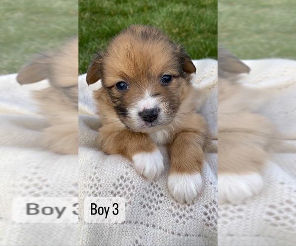 Medium Photo #5 Paperanian Puppy For Sale in PORTLAND, OR, USA