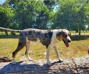Mother of the Catahoula Leopard Dog puppies born on 09/06/2021