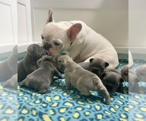 French Bulldog Litter for sale in CYPRESS, TX, USA