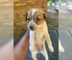 Chiranian Puppy for sale in BATON ROUGE, LA, USA