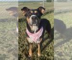 Small #3 Australian Kelpie Mix