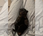 Small Photo #61 Doberman Pinscher Puppy For Sale in MACOMB TOWNSHIP, MI, USA