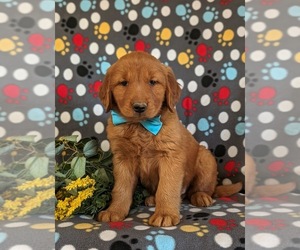 Golden Retriever Puppy for Sale in CHRISTIANA, Pennsylvania USA