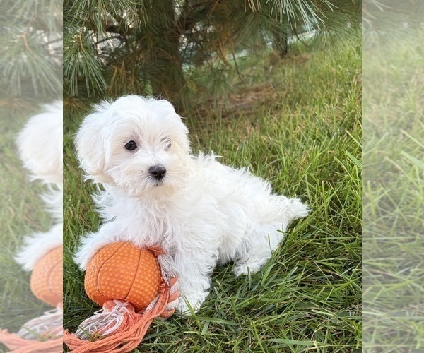 Medium Photo #3 Maltese Puppy For Sale in MIDDLEBURY, IN, USA