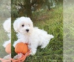 Fritz - Male Maltese Puppy for Sale - Photo #3
