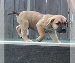Small Photo #6 Presa Canario Puppy For Sale in OAKLEY, CA, USA