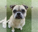 Small Pug