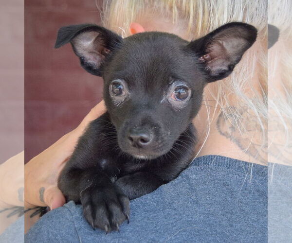 Medium Photo #6 Chiranian Puppy For Sale in Huntley, IL, USA