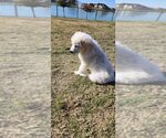 Small Photo #3 Great Pyrenees Puppy For Sale in Spring, TX, USA
