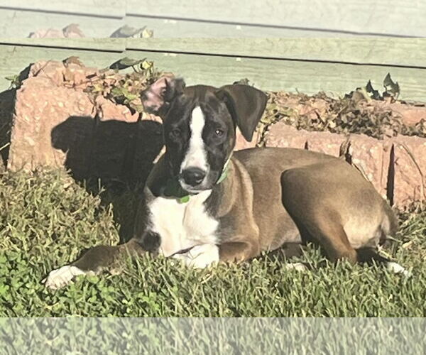 Medium Photo #6 Mutt Puppy For Sale in Mount Laurel, NJ, USA