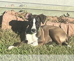 Small #5 Mutt