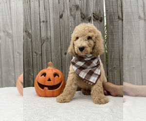 Goldendoodle-Poodle (Standard) Mix Puppy for sale in ORLANDO, FL, USA