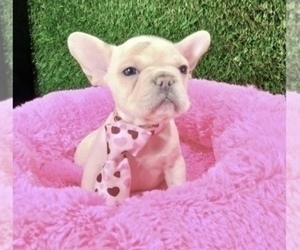 French Bulldog Puppy for sale in TUCSON, AZ, USA